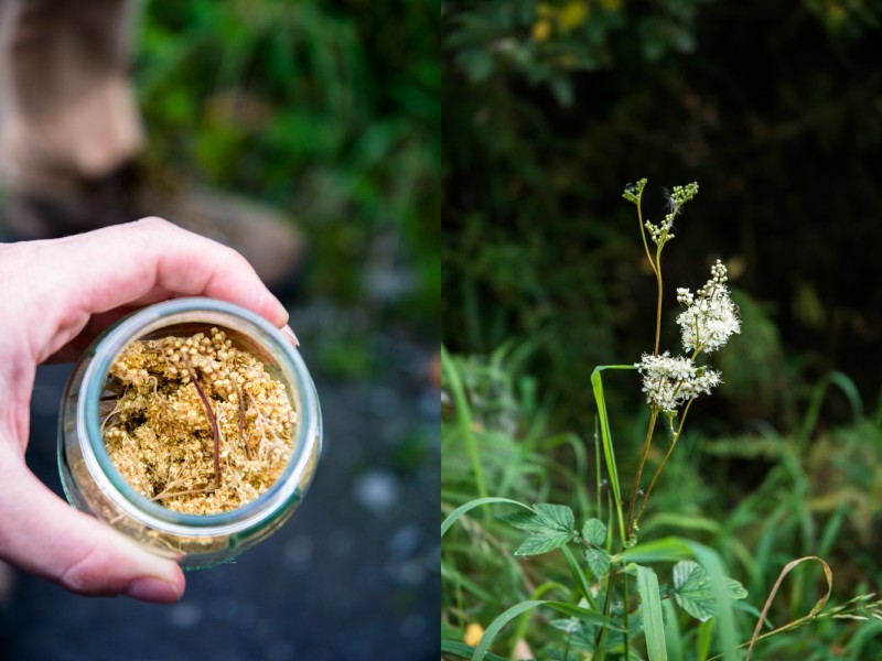 Reine-des-prés, Aspirine naturelle (meadowsweet) | Jujube en cuisine