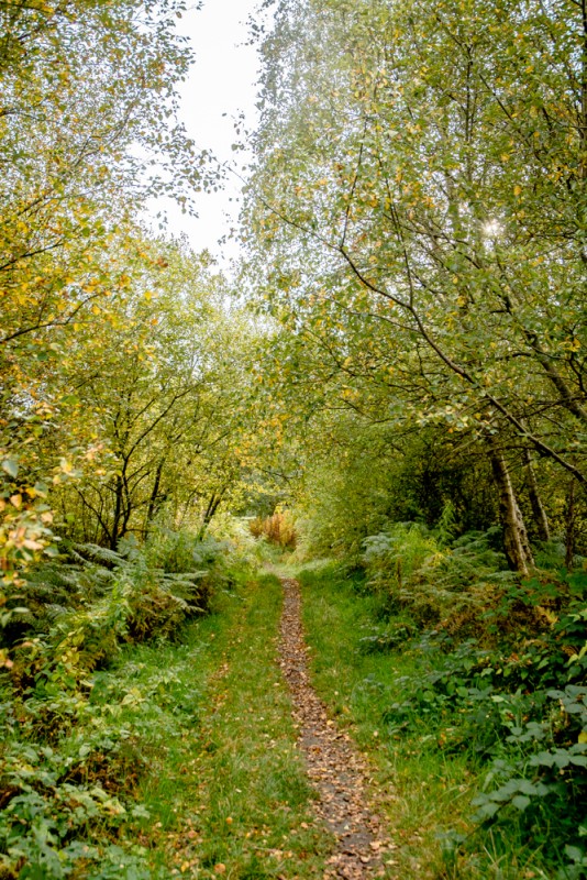 Le petit chemin en forêt qui mène à la tourbière... | Jujube en cuisine