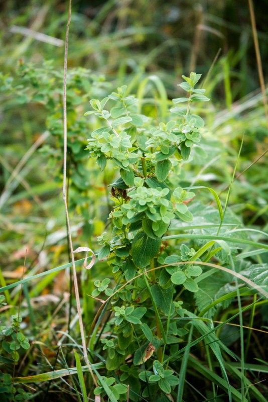 Millepertuis  (St. John's Wort) | Jujube en cuisine