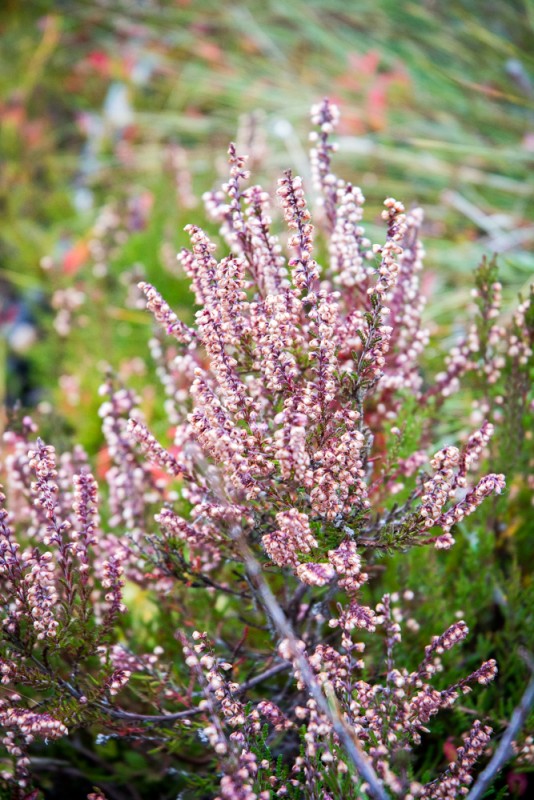 Bruyère (heather) | Jujube en cuisine