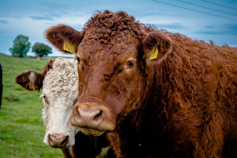 On a vu des vaches aussi | Jujube en cuisine