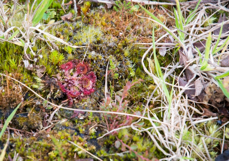 Drosera (sundew) - Plante carnivore | Jujube en cuisine