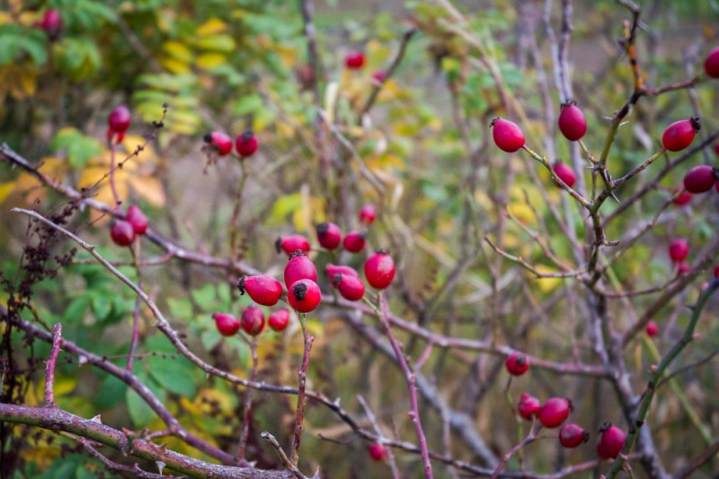 églantine - cynorrhodon - gratte-cul | Jujube en cuisine